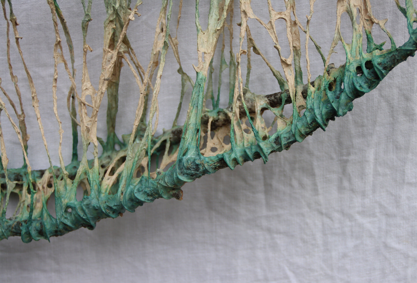 Grey Whale in a Kelp Forest