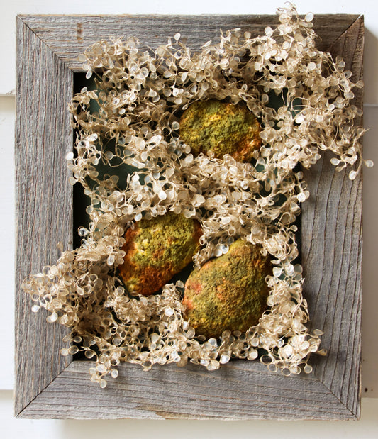 Moss Covered Stones in the Woods