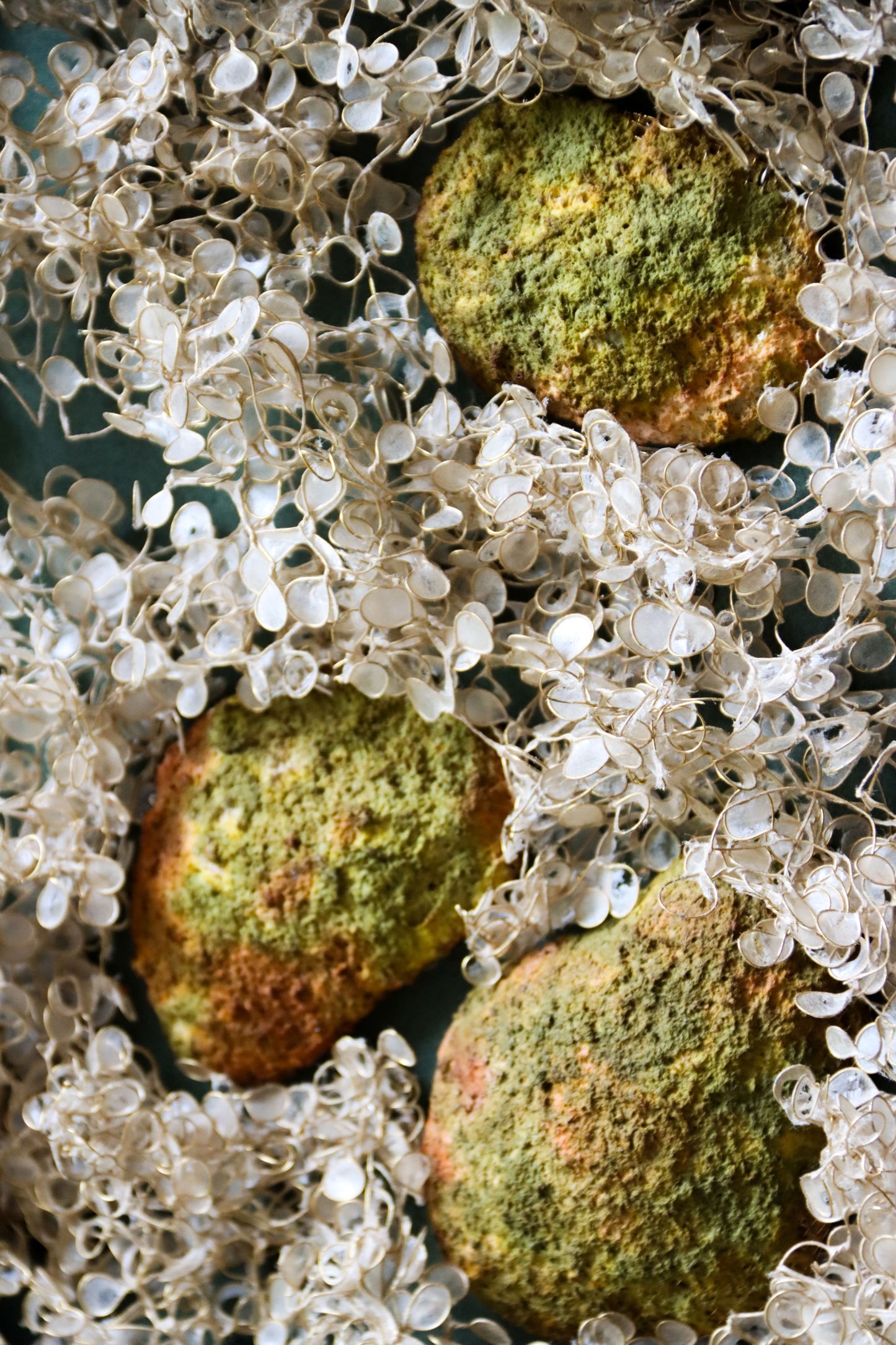 Moss Covered Stones in the Woods