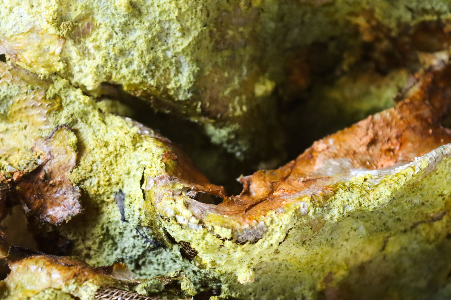 The Moss Nest