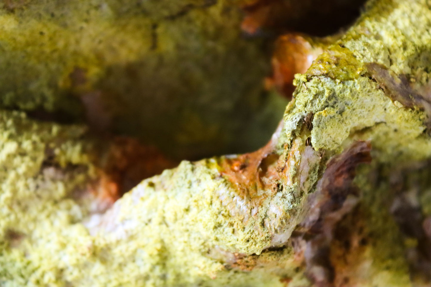 The Moss Nest